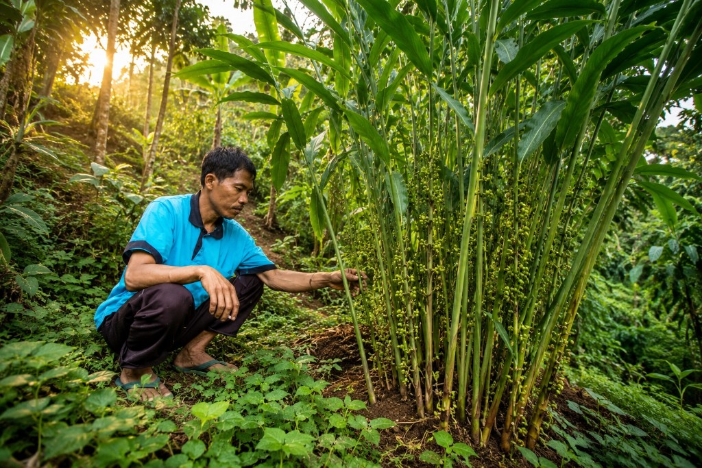 Diminati Dunia Kapulaga Lumajang Banyak Tumbuh di Senduro